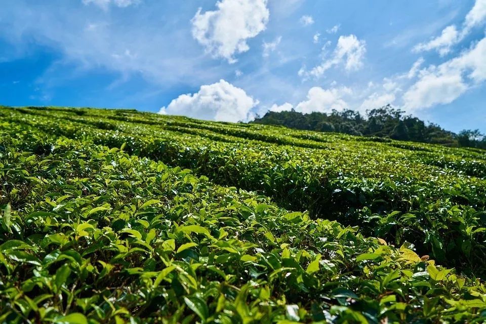 云雾缈绕,茶香悠悠|英山云雾茶上新