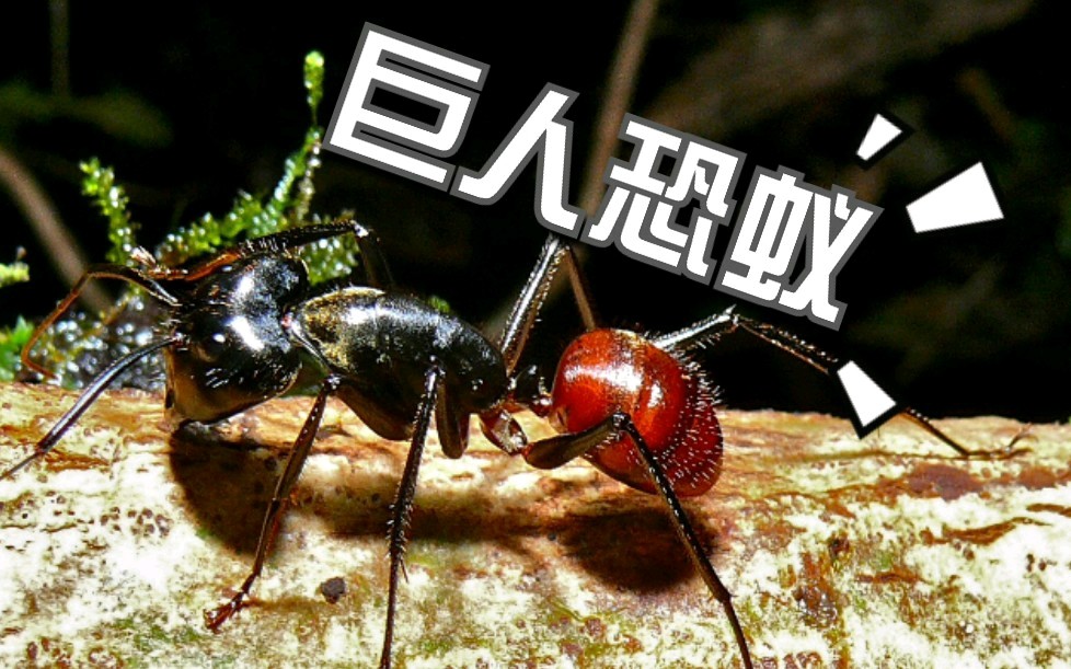 我国截获50只巨人蚂蚁,这些外来物种,究竟有多么可怕?