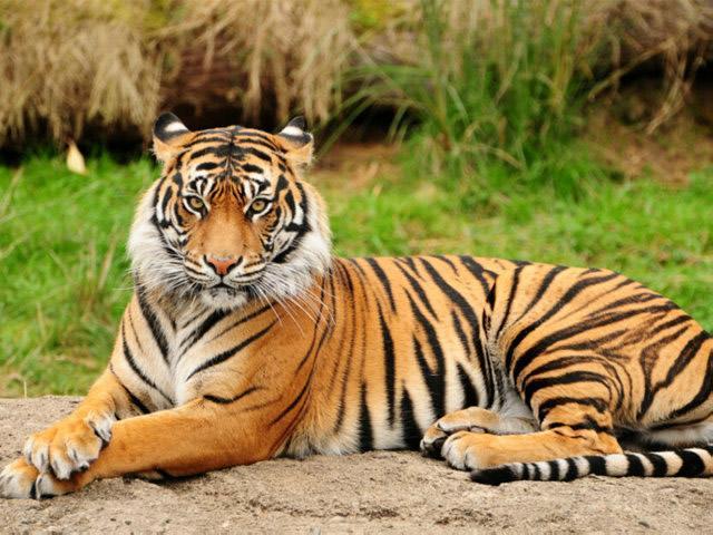 老虎是凶猛野兽,但是遇到它,也许会变身"小猫咪"
