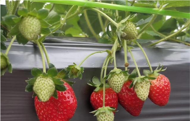草莓用什么大棚好?地扣棚怎么扣棚,草莓种植需要注意哪些问题?