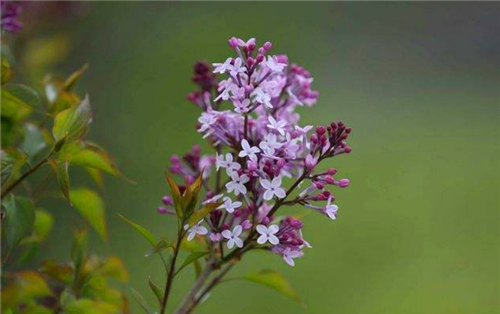 18年前,一首《丁香花》风靡全国,它所歌唱的亡者究竟是谁?