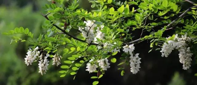 植物园槐花林位于幽谷寻芳景区,主要展示大连地区特色花灌木,占地200
