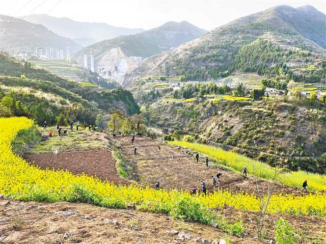 巫山县双龙镇安静村,村民在撂荒地上翻耕.(受访者供图)