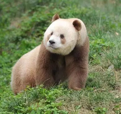 终于能拍彩色照片了下周一起来这里看全球唯一棕色大熊猫