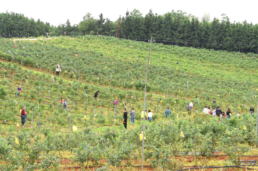 万亩蓝莓基地迎丰收 乡村采摘游受热捧