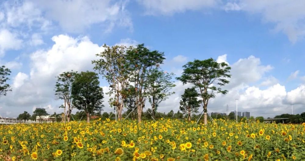 水边漫步,踏花而行!光明区楼村湿地公园