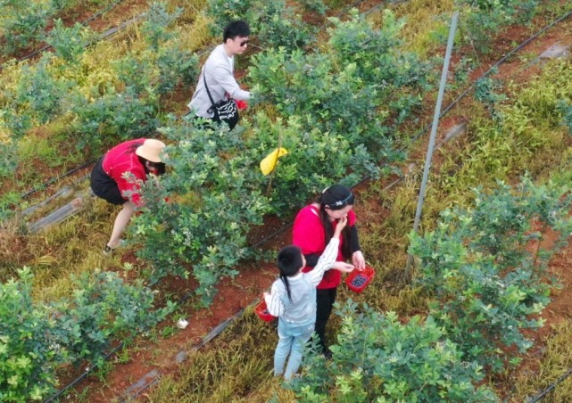 "醉莓乡村张远村"万亩蓝莓基地迎丰收 乡村采摘游受热捧