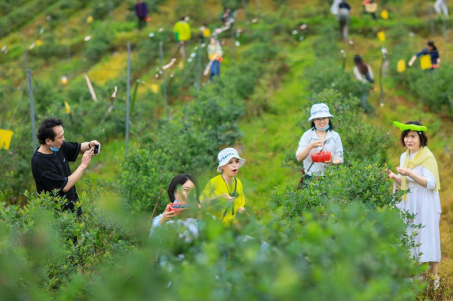 "醉莓乡村张远村"万亩蓝莓基地迎丰收 乡村采摘游受热捧