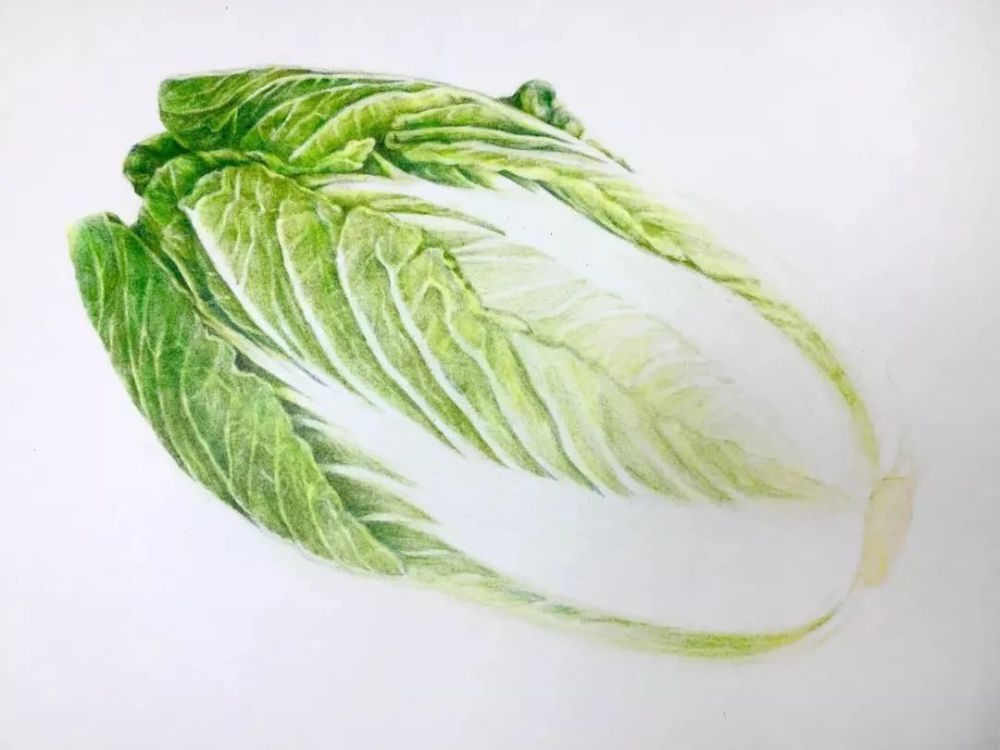 彩铅教程|大白菜的画法步骤