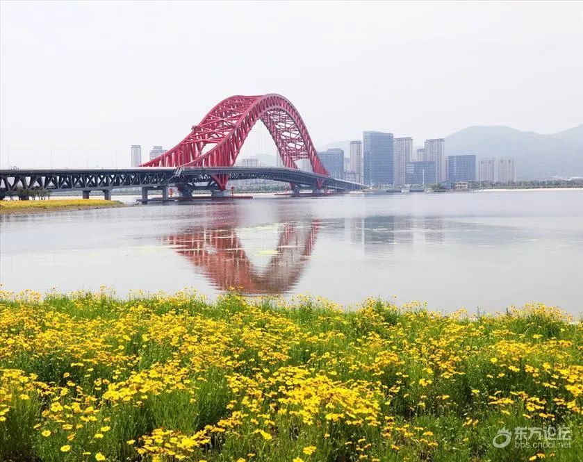 最近刷屏的北仑梅山红桥沙滩边为何有这么多死鱼原因竟是