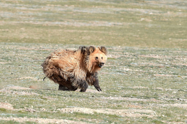 新华全媒 |这里是羌塘草原-探秘西藏北部的"野生动物