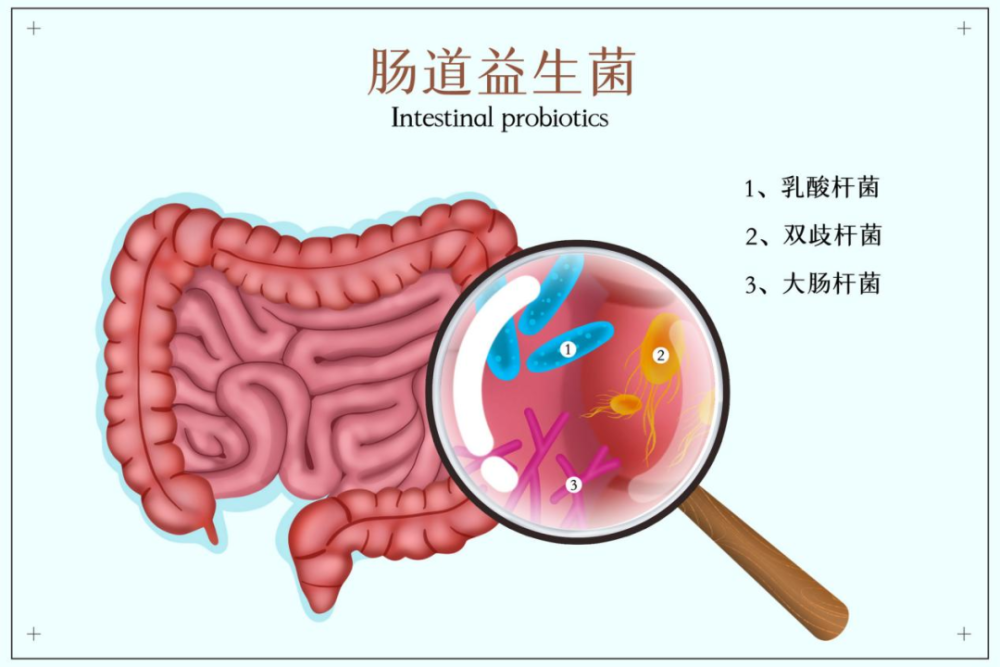 肠道菌群失衡与身体的关系 腾讯新闻