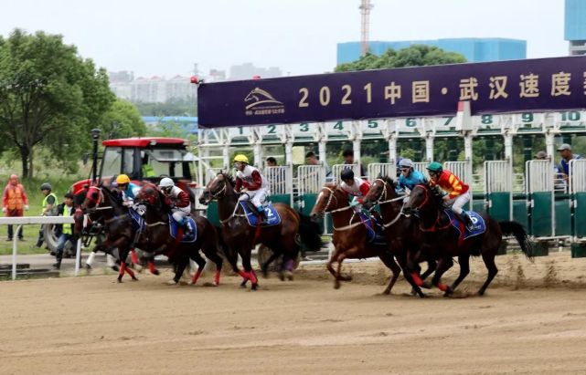 武汉赛马第六赛马日五场赛事雨中完美收官