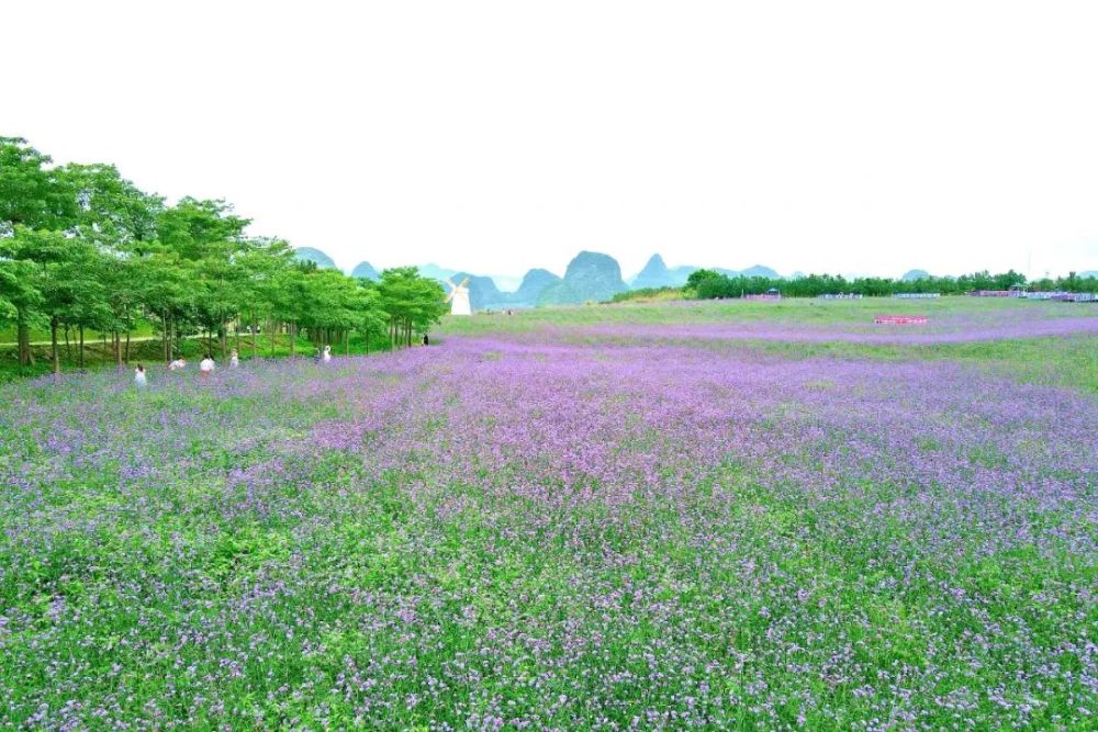 广西来宾有两处花海,每年此时就格外迷人,在全国都出名了!