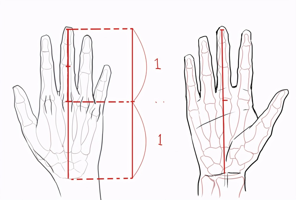 人体骨骼画不好教你掌握骨架比例学习手部画法