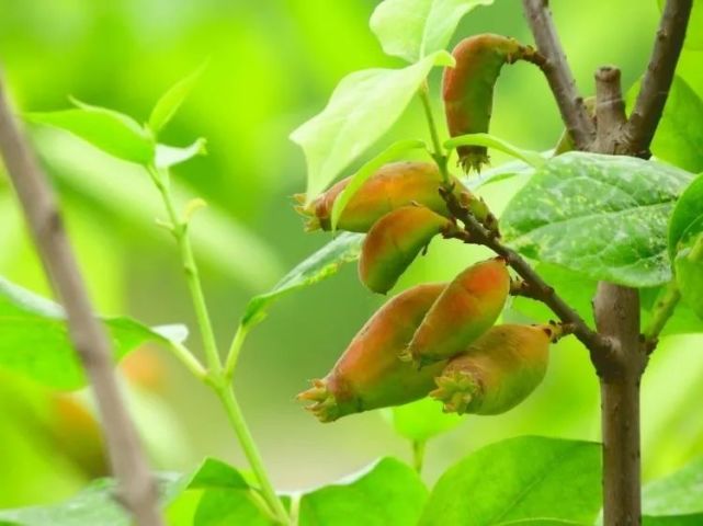 冬季开花药用名为"土巴豆"是植物腊梅(蜡梅)的果实