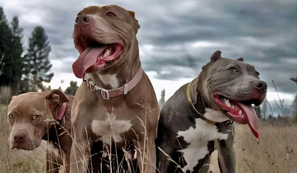 世界十大凶犬——比特犬的由来与反思