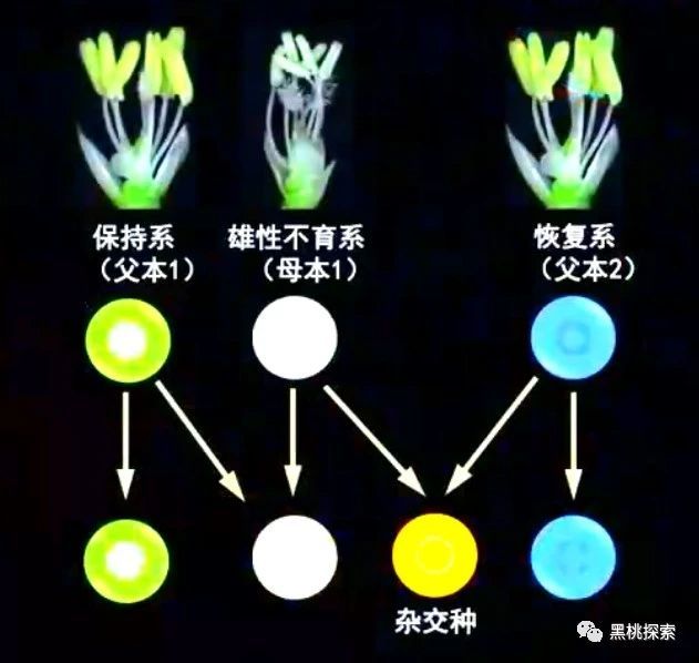 袁隆平的三系杂交水稻技术,让粮食产量大增,它的原理是什么?