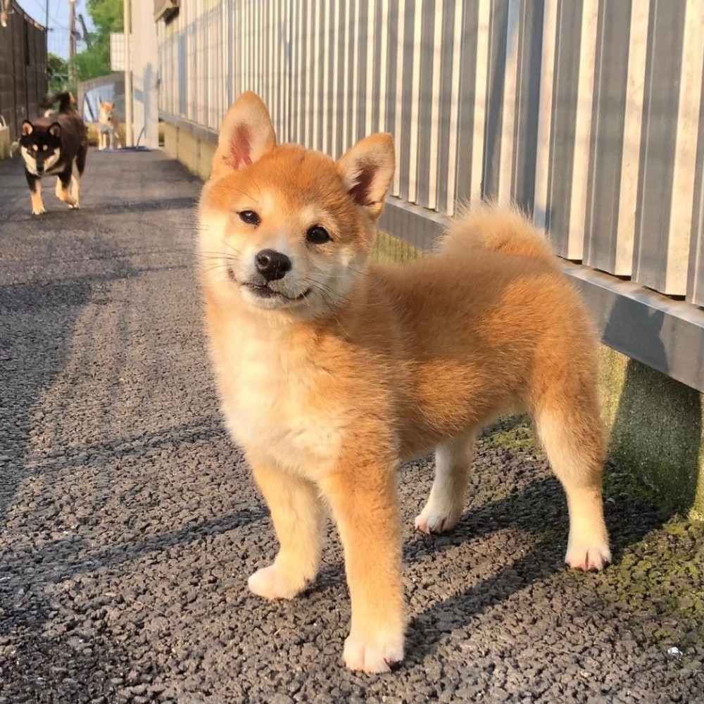 无水印背景图小柴犬第八期