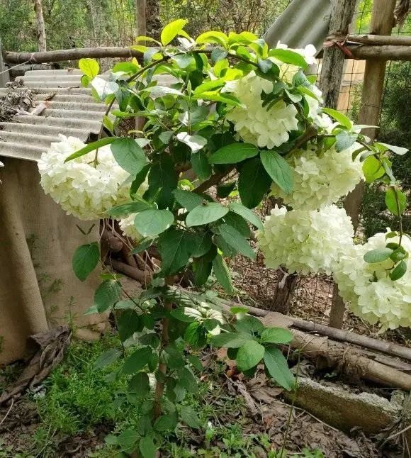 绣球中的"大哥大,养棵中华木绣球,雪白的花瓣,人见人爱