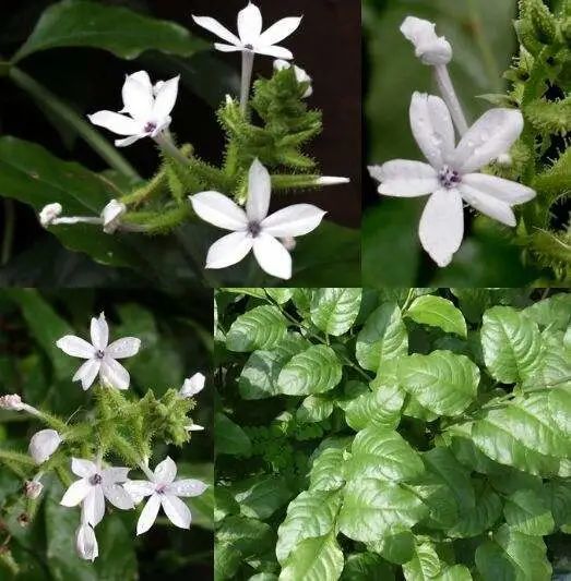 白花丹:祛风除湿,行气活血,解毒消肿.