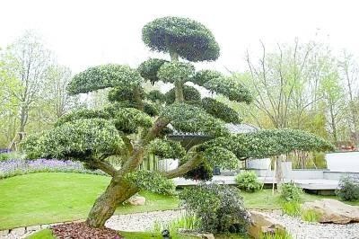 但花博园里的罗汉松或因为树龄高,或因为盆景造型独特而价值不菲