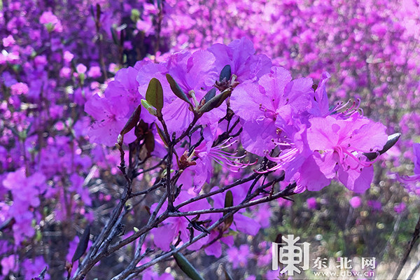 淡紫色的杜鹃花与松树,桦树的嫩叶交相辉映,形成一幅幅红绿相间,清静