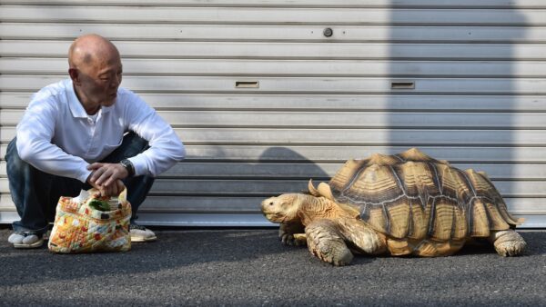 日本140斤大乌龟可当马骑 老人每天带它上街散步