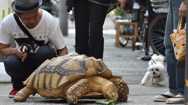 日本140斤大乌龟可当马骑 老人每天带它上街散步