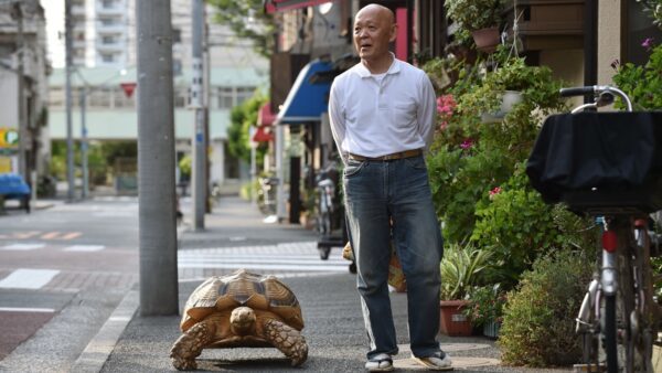 日本140斤大乌龟可当马骑老人每天带它上街散步