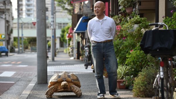 日本140斤大乌龟可当马骑 老人每天带它上街散步|三