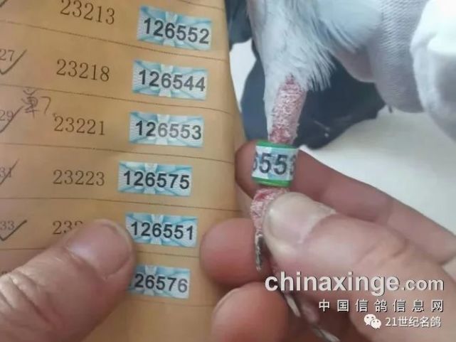 第七名脚环号b23221第四关河南郑州单关第七名:阳光开尔徐应捷第六名