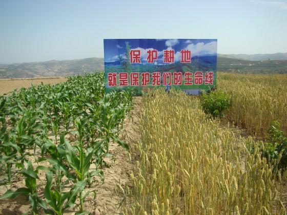 三种行为村里会查|农田|村干部|耕地|农村|农用地|永久基本农田