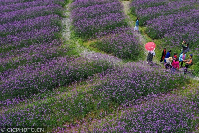 安徽黄山:紫色花海醉游人