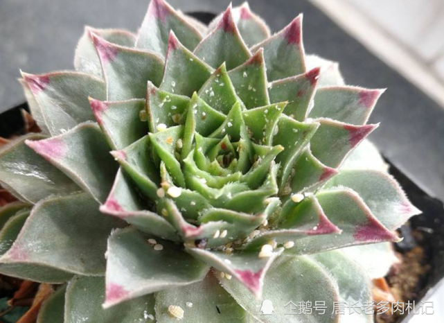 从网上购买的多肉叶片上居然有好多介壳虫和蚜虫,要怎么处理啊?