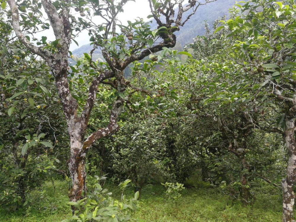 临沧邦东茶区的茶有什么特点邦东茶山的古树茶好在哪里