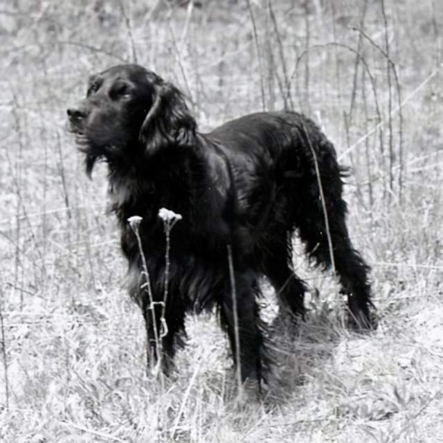 寻根问祖系列45戈登塞特犬gordonsetter