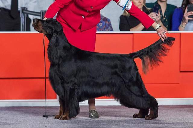 寻根问祖系列45戈登塞特犬gordonsetter