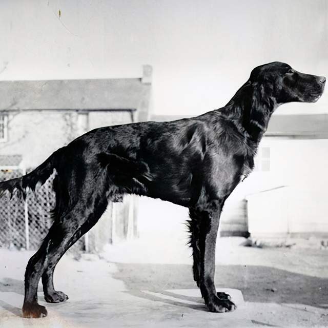 寻根问祖系列45戈登塞特犬gordonsetter