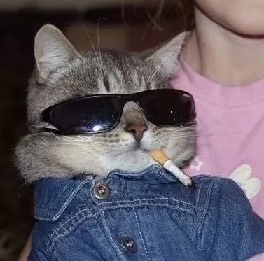 头像丨可爱有趣搞怪的动物头像第三期