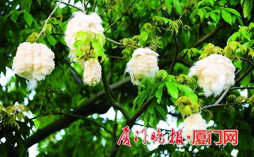 其实是木棉花飘絮!专家提醒