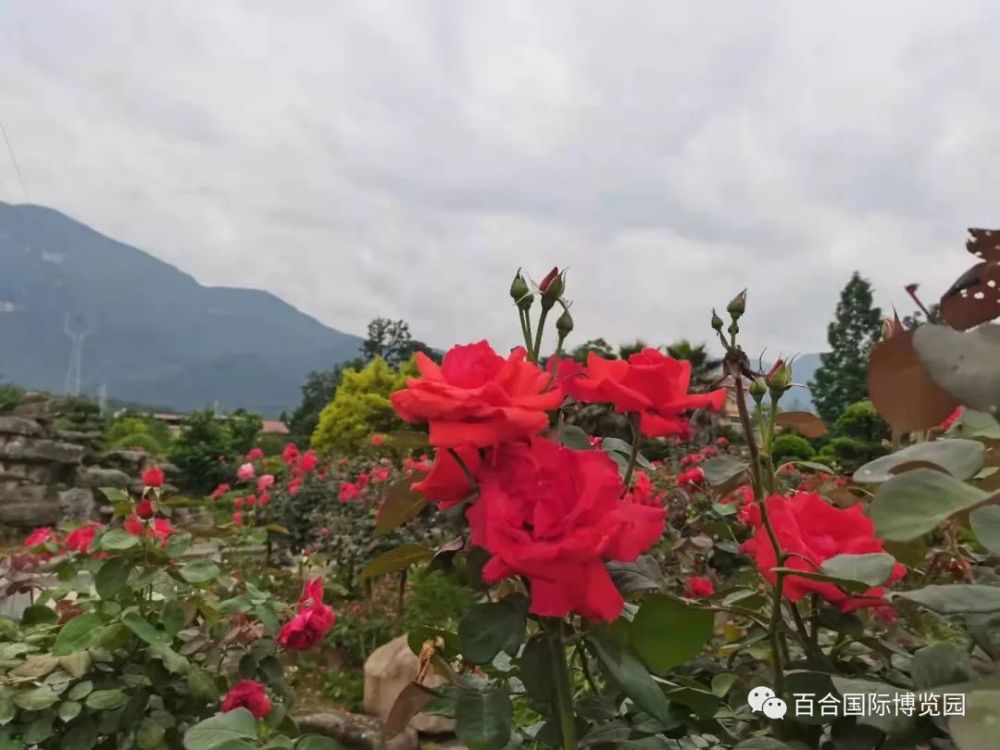 玫瑰花 火红热情的玫瑰 她如红色美玉一般 只等着你来欣赏!