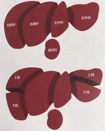 肝脏疾病的定位诊断和开展肝叶切除手术都具有重要的临床意义.