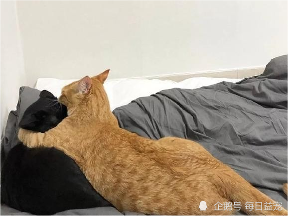 网友抱回瘦小橘猫,黑猫细心照顾,半年后逆袭成胖橘!