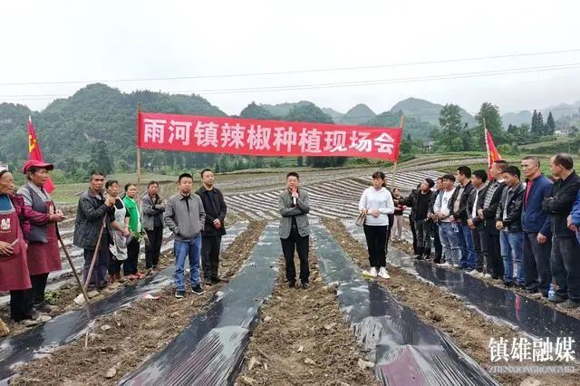 镇雄乡镇动态鱼洞乡户厕改造创新雨河镇小辣椒大产业
