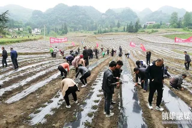 镇雄乡镇动态鱼洞乡户厕改造创新雨河镇小辣椒大产业