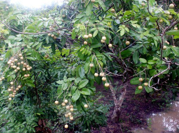 荒野维生野菜系列—龙眼