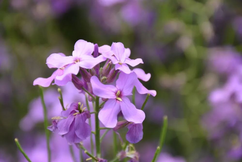 装点景区紫色油菜花都是拿手好戏紫油菜花不光中看更中用预防高血脂