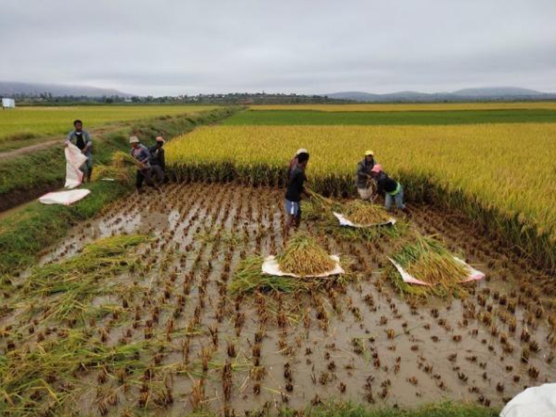 出了"西岭8号"等适合菲律宾生长的稻种,让每公顷水稻产量提升了60%