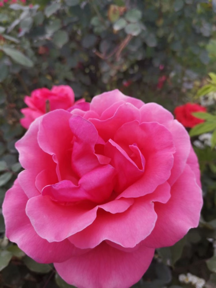 五彩缤纷月季花